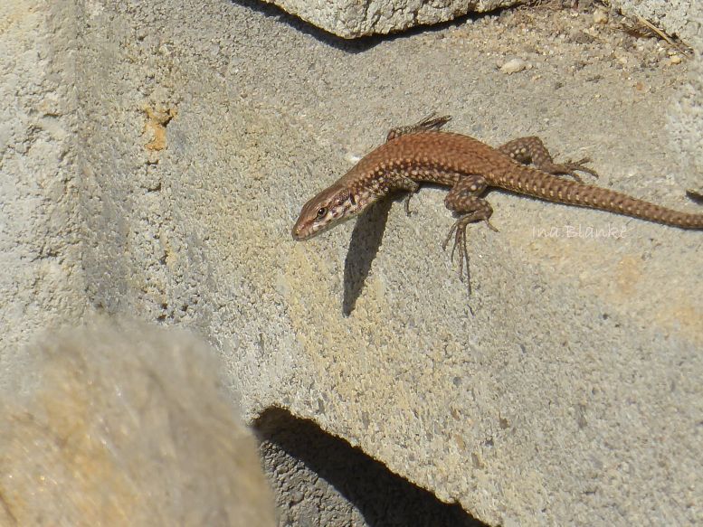 Mauereidechse auf Steinstapel