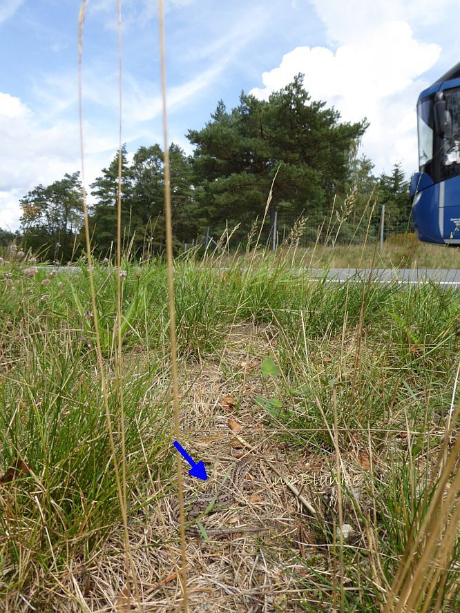 Zauneidechse in Entwässerungsmulde © Ina Blanke Reisebus und Zauneidechse in Straßenböschung.