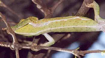Chamäleon in Kenia © Ina Blanke Chamäleon in Kenia