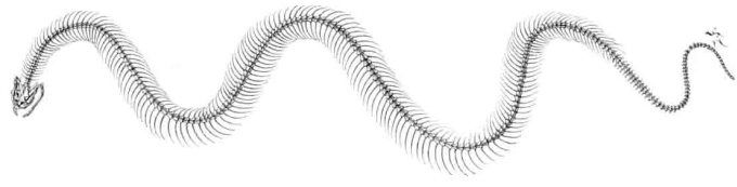 Zeichnung aus BREHM 1922 Zeichnung aus BREHM 1922