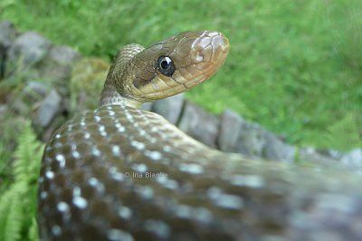 Äskulapnatter © Ina Blanke Portrait einer Äskulapnatter
