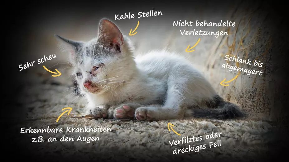 www.jetzt-katzen-helfen.de