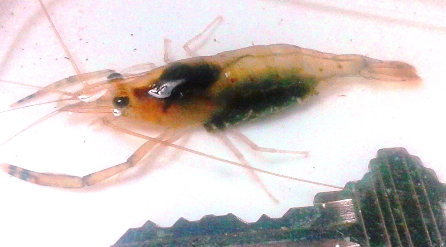 Freshwater Prawn