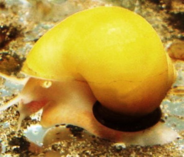 Gold Mystery Snail