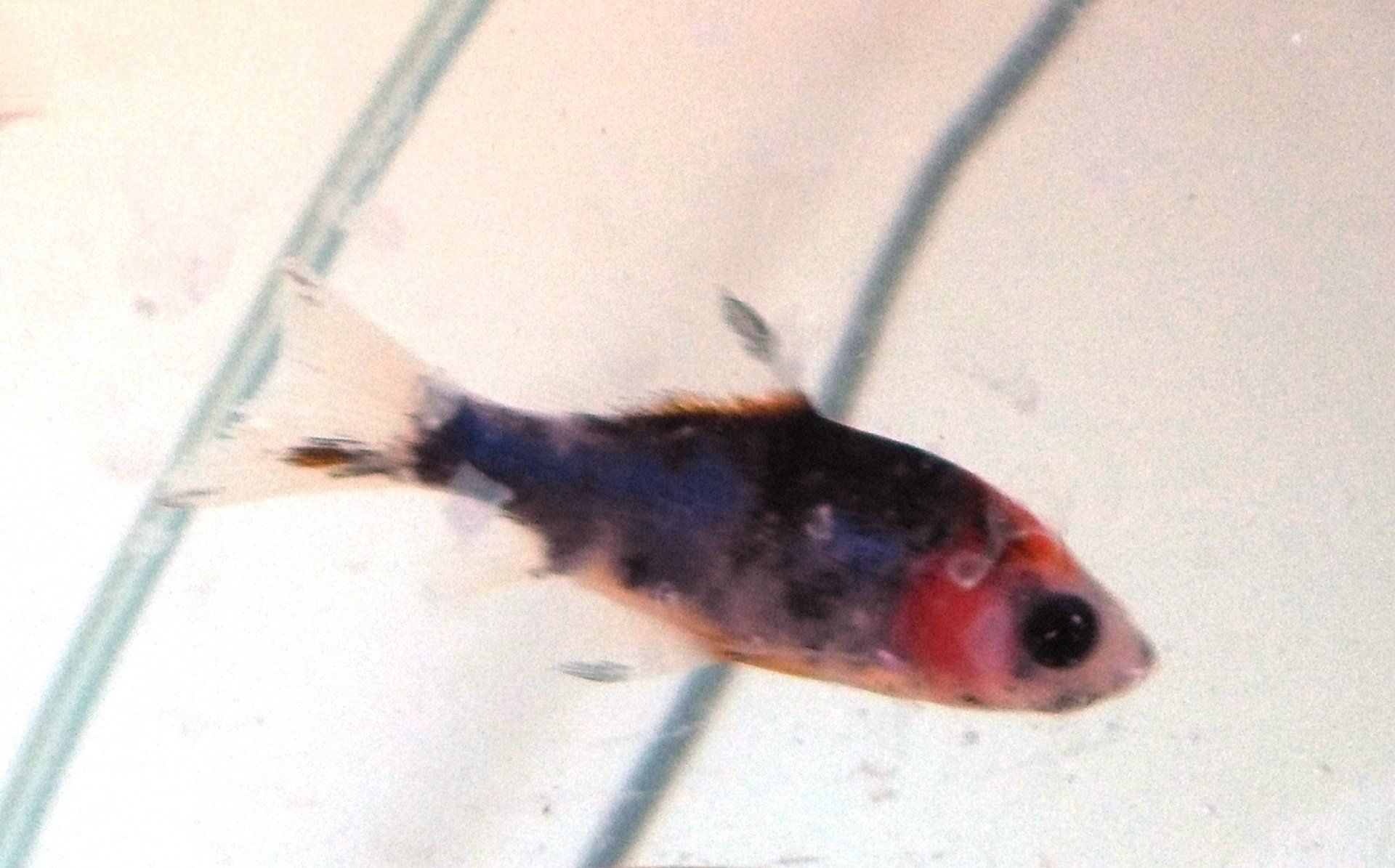Shubunkin Goldfish