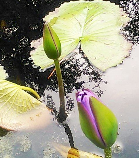 Water Lily Bud