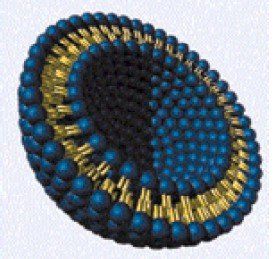 Liposomen für gesunde Haut