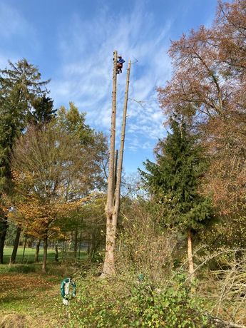 Baumfällung mit Seilklettertechnik Baumfällung mit Seilklettertechnik