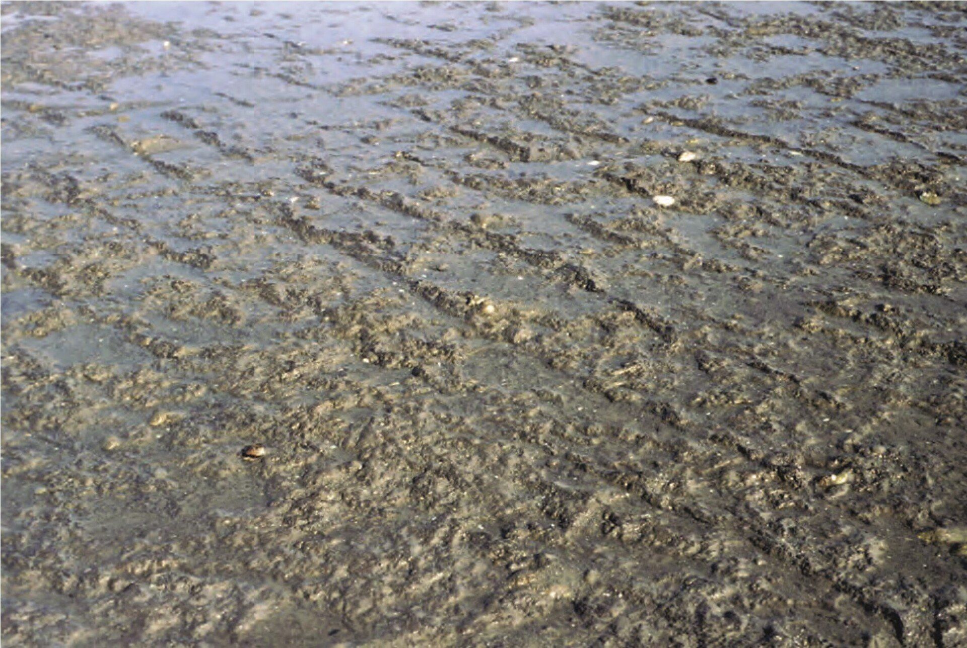 Abb. 4: Einmalige Pflugspuren im Watt aus der Vorrömischen Eisenzeit (Foto: A. Heinze).