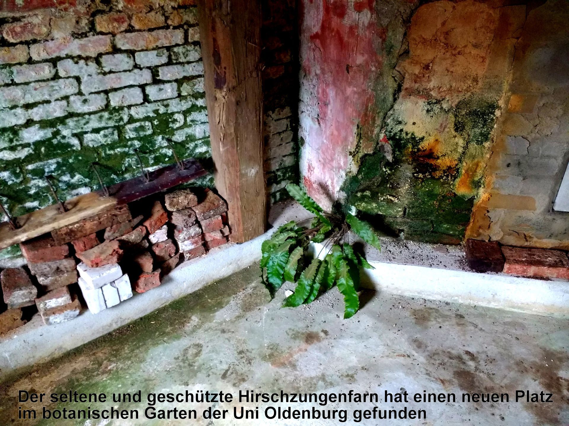 Geschützter Farn im Keller des Zwei-Siele-Museum
