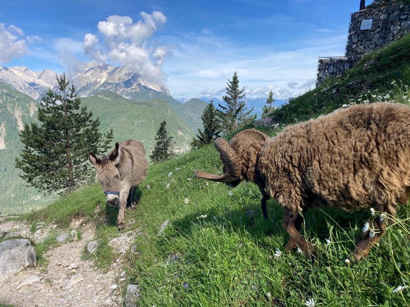 Esel und Schaf vor Bergkulisse im Karwendel