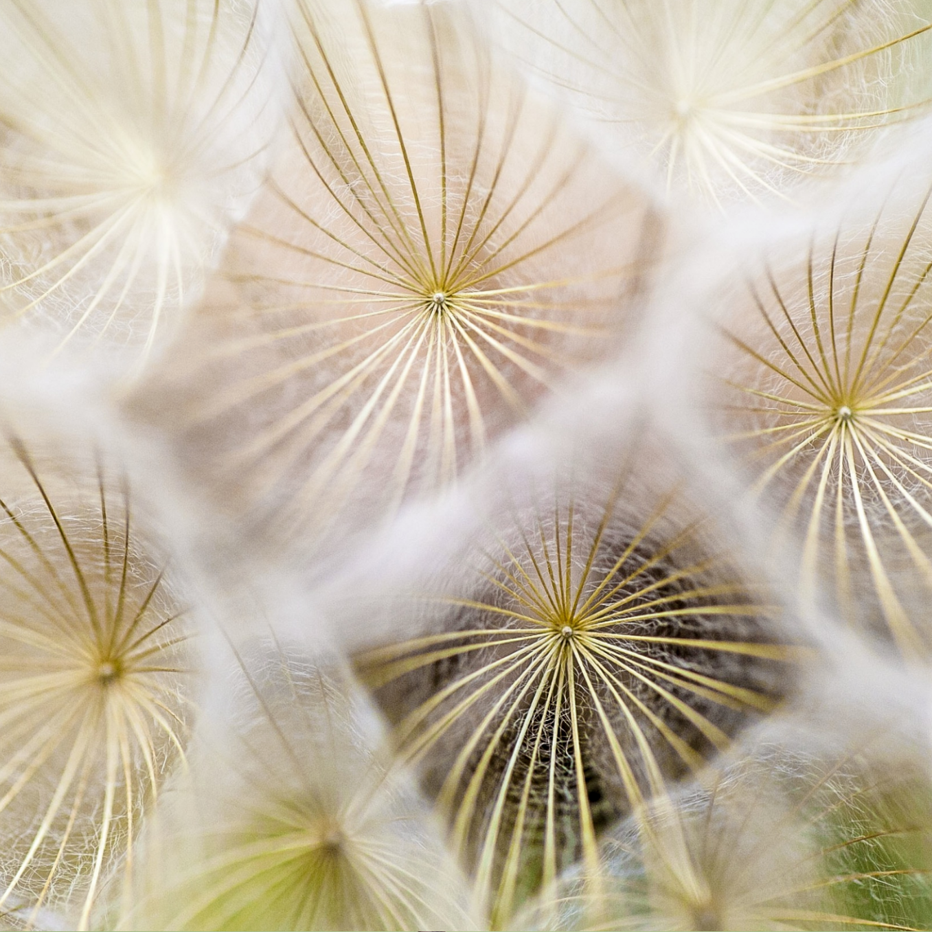 Blütenpollen, Allergie, Heuschnupfen