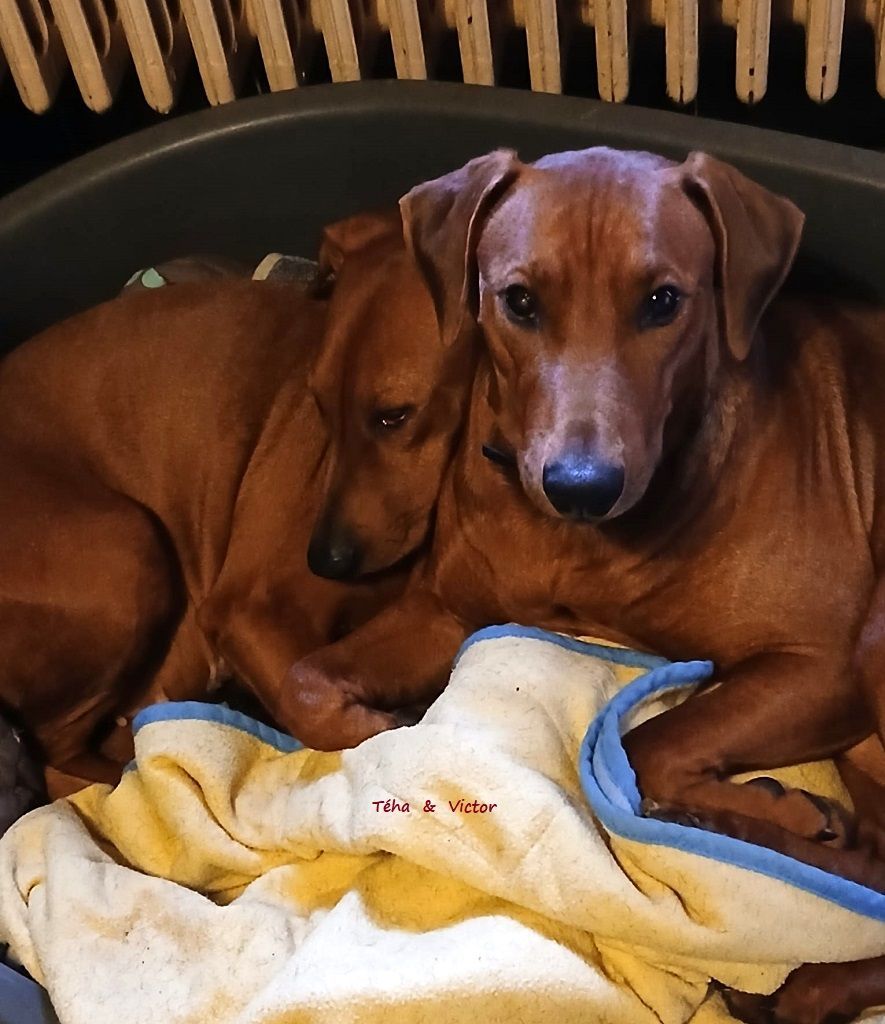 L'Amour ...... Téha et Victor