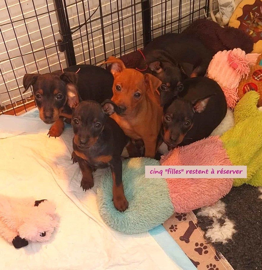 Cliquer sur photo pour CONTACT à l'élevage