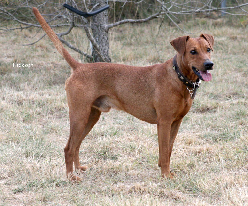 Hickson CHAMPION INTERNATIONAL (cliquer)