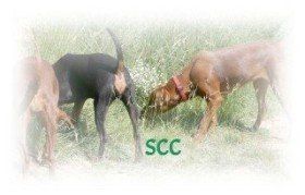 Site de la Société Centrale Canine Site de la Société Centrale Canine