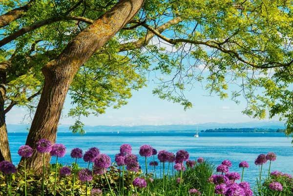 Blühende Blumen und ein Baum mit Blick auf den Bodensee – Symbol für die ökologische & soziale Verantwortung von Bodenseeduft