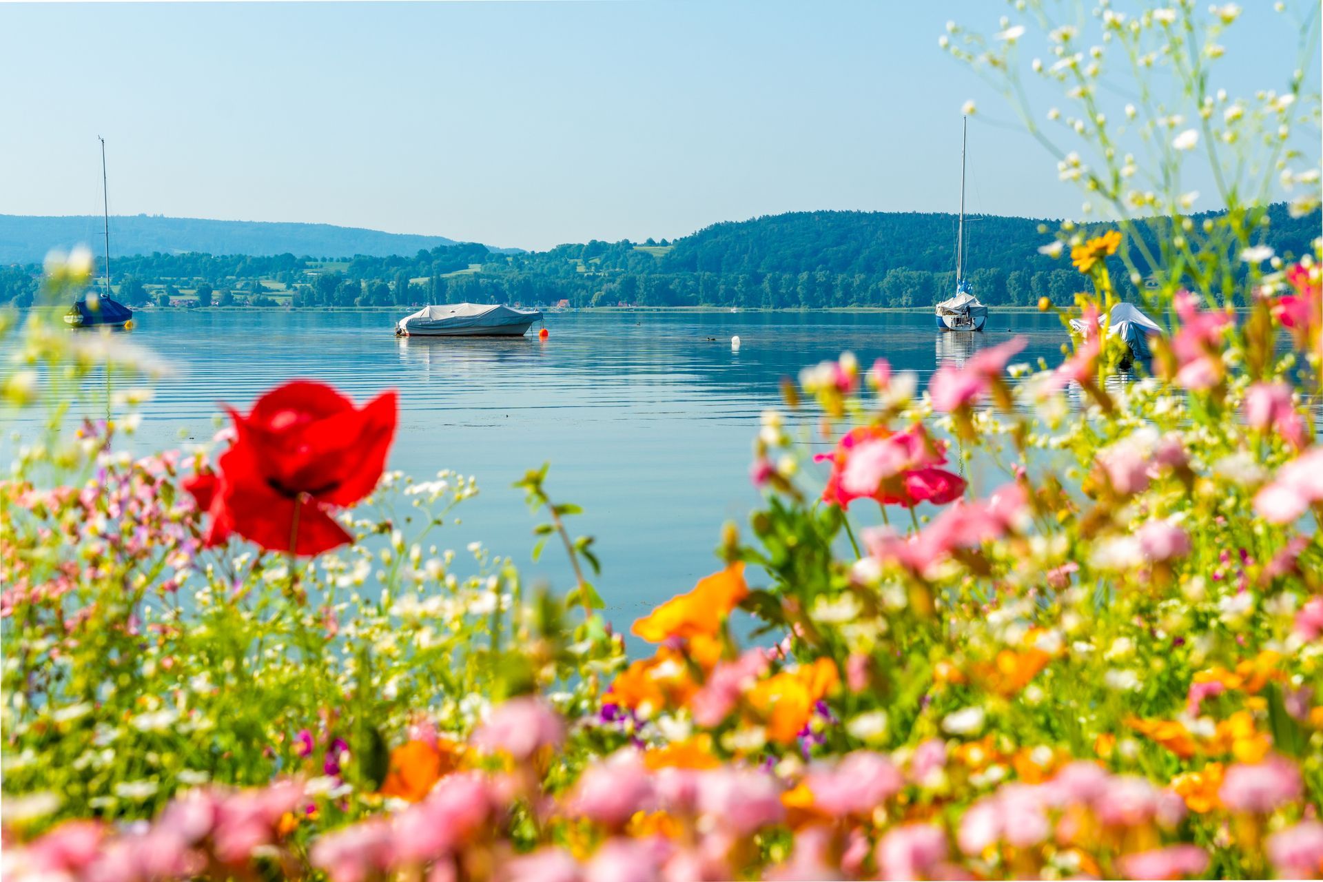 Blick vom Ufer auf den Bodensee mit Blumen