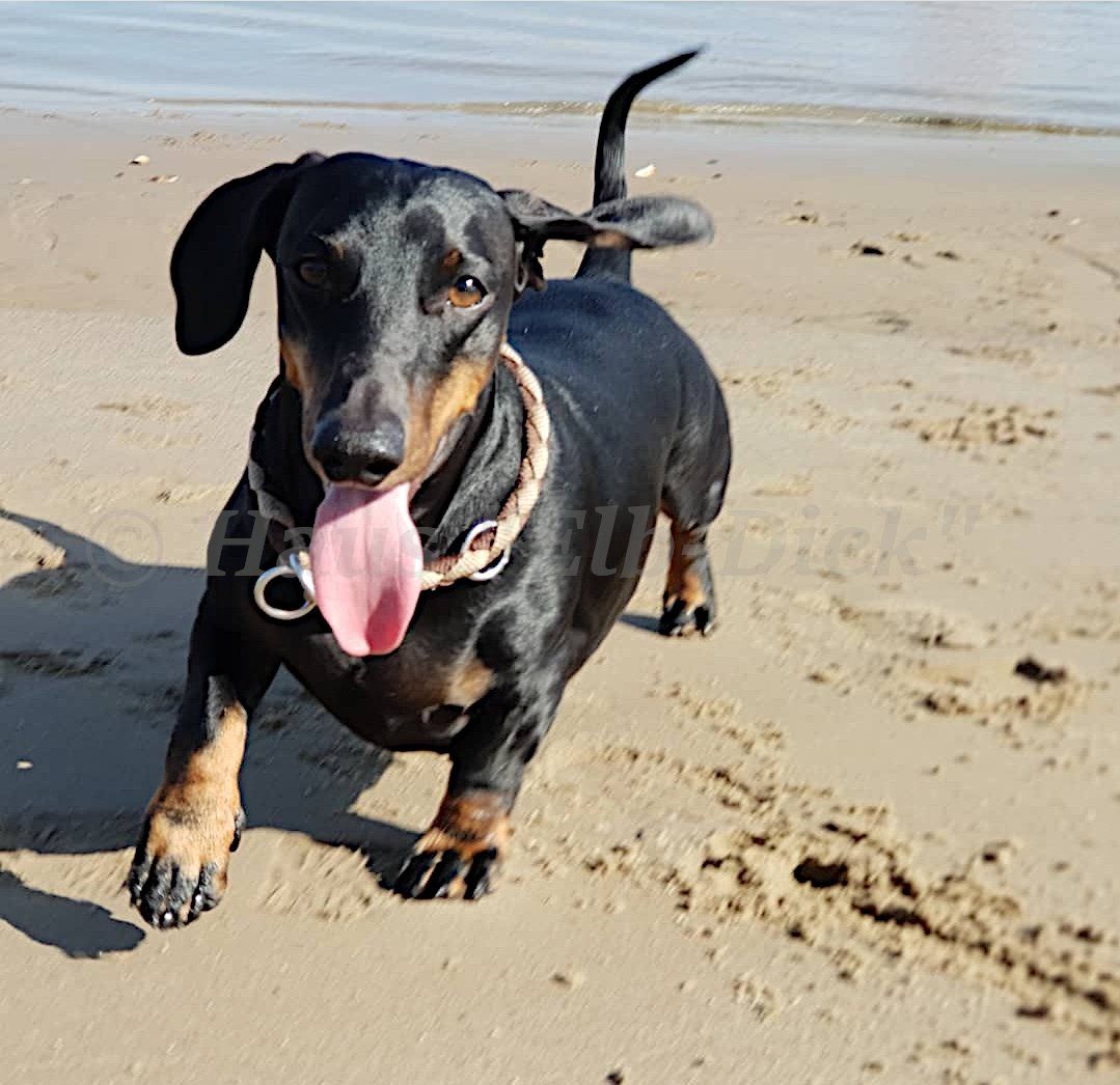 Elbstrand