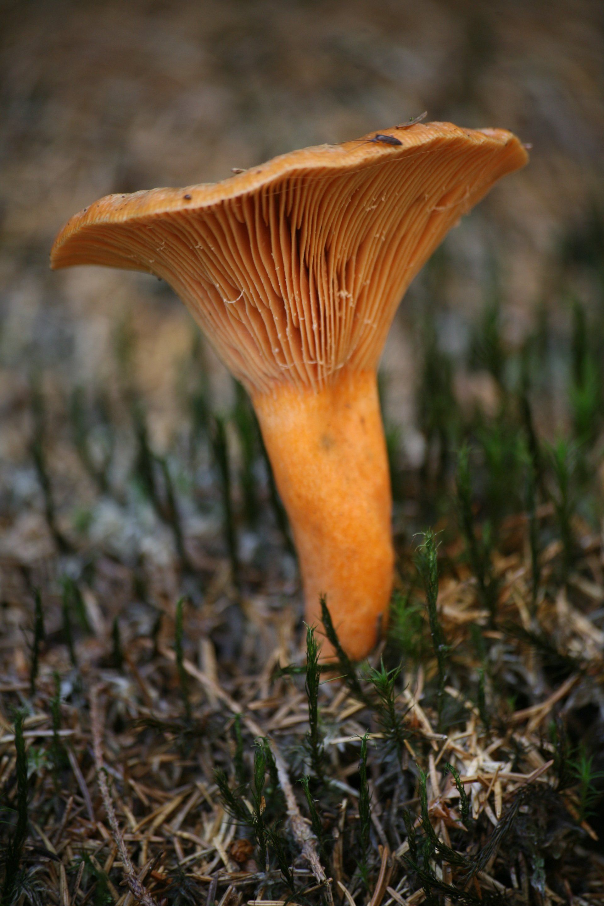 Tuber Indicum Aestivum Oligospermum Blutreizker