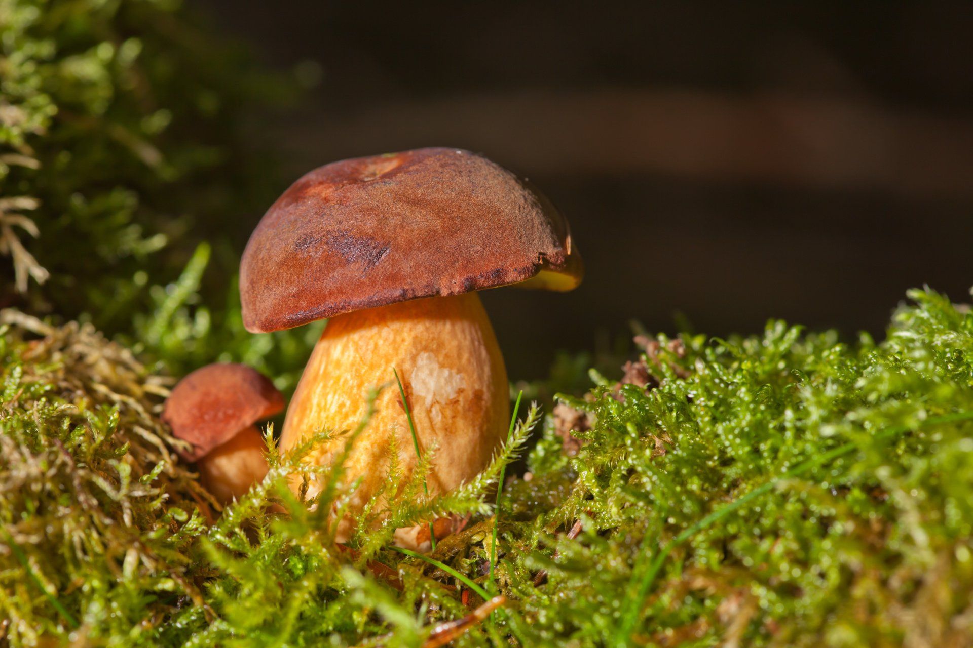 Tuber Indicum Aestivum Oligospermum