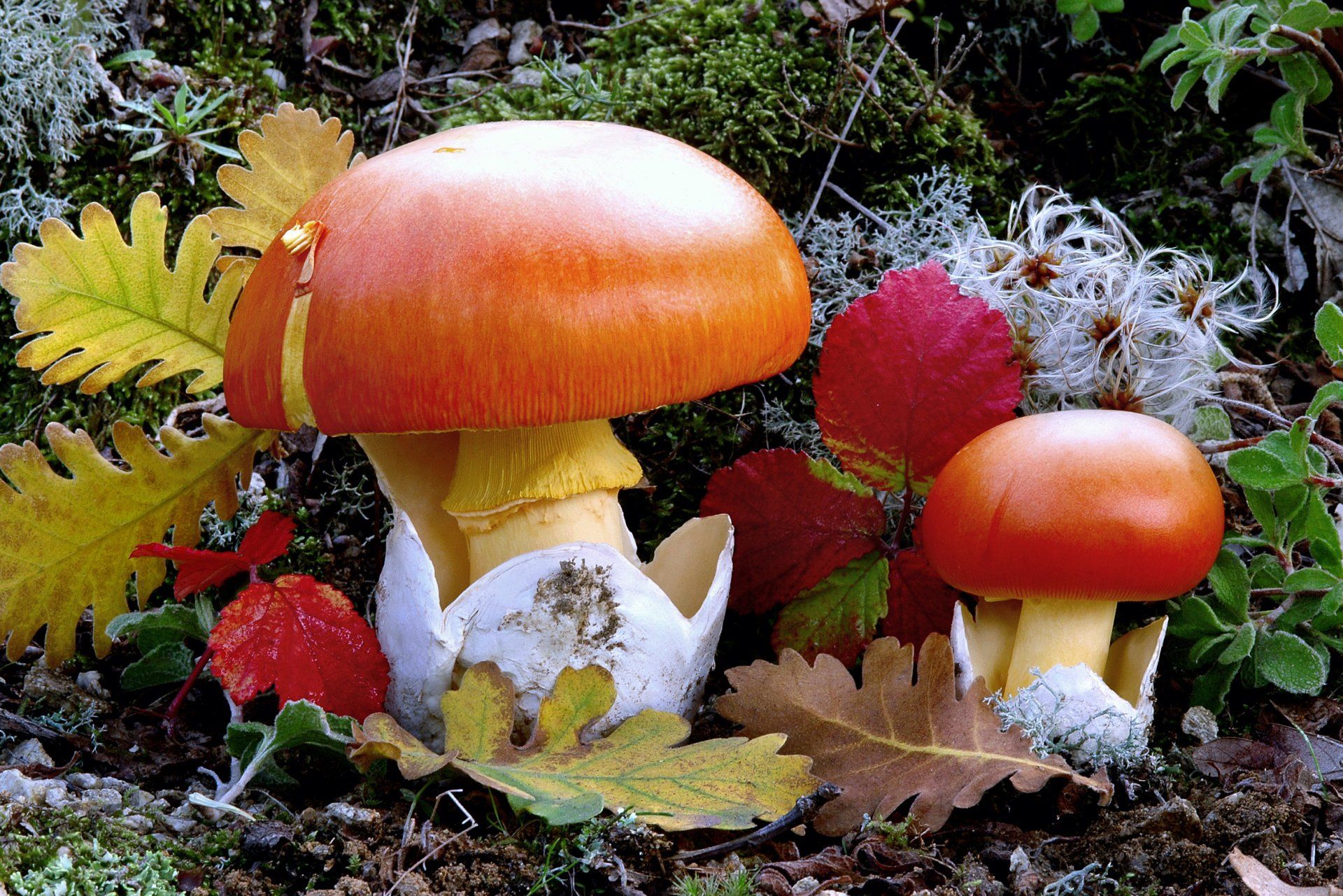 Tuber Indicum Aestivum Oligospermum Ovoli Blutreizker