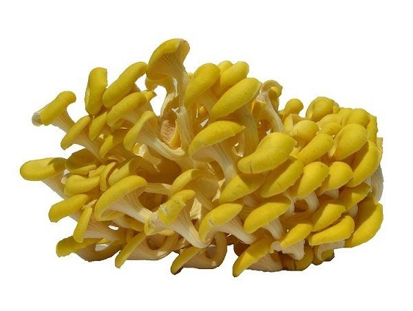 Buchenpilze Zitronenseitling