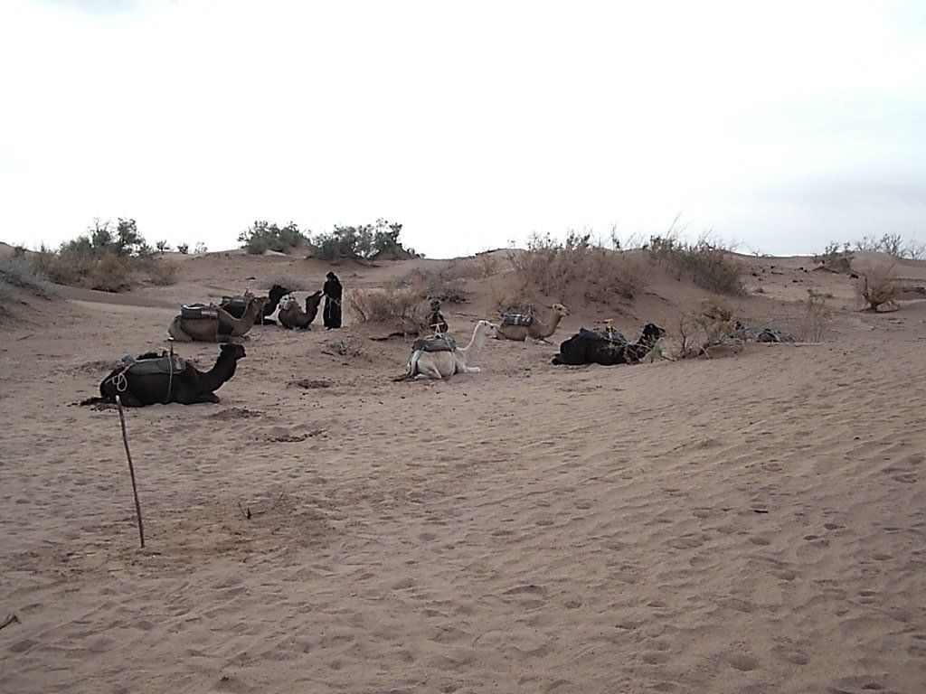 Wüstenlager bei Coaching Auszeit in der Wüste bei Kirsten Pape , Systemischer Coach