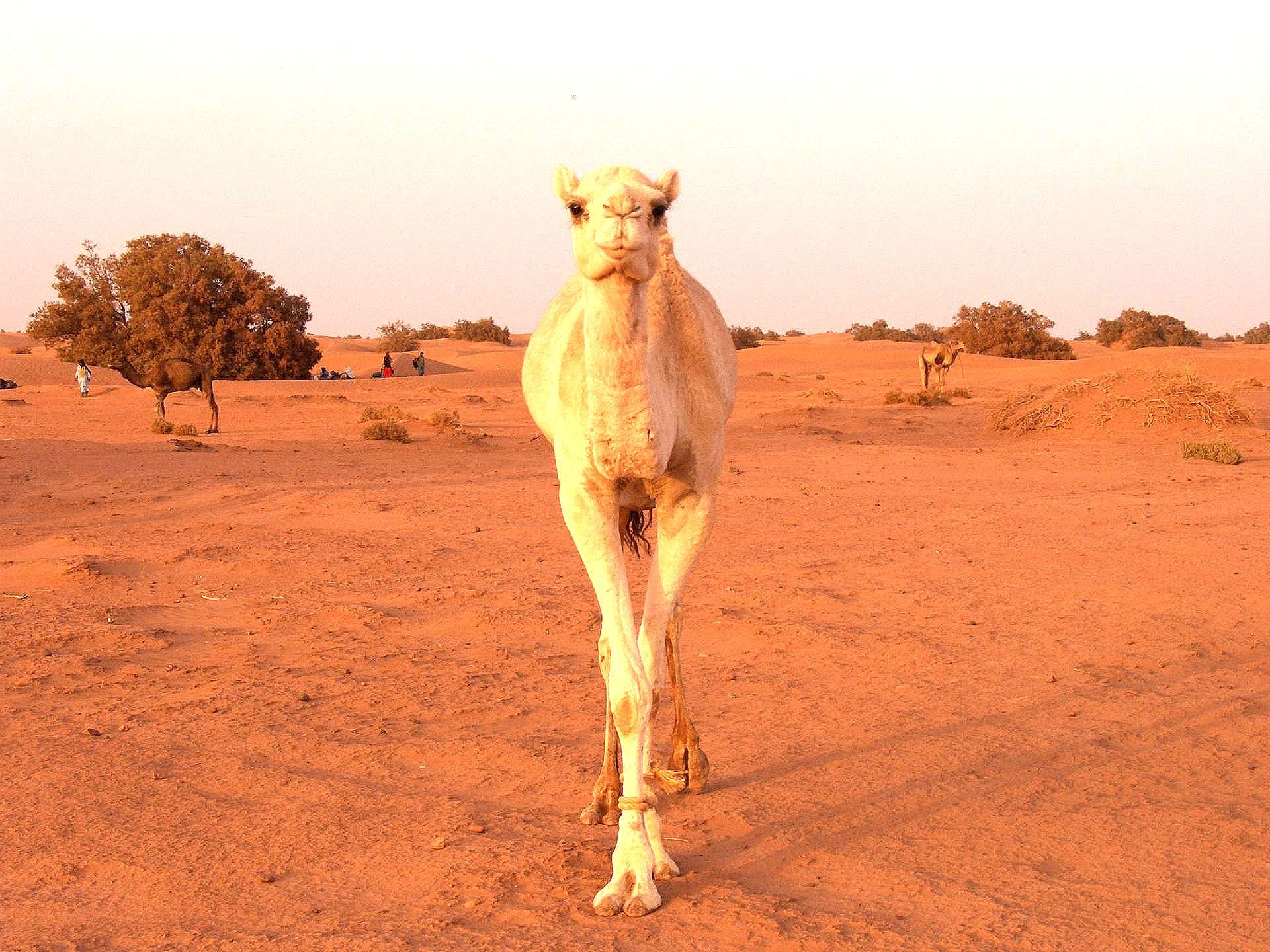 Kamel bei Coaching-Auszeit in der Wüste mit Coach und Paarcoach Kirsten Pape, Köln