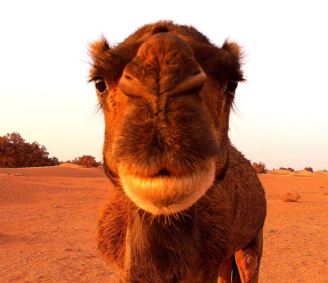 Kamel bei Coaching Auszeit mit Kirsten Pape