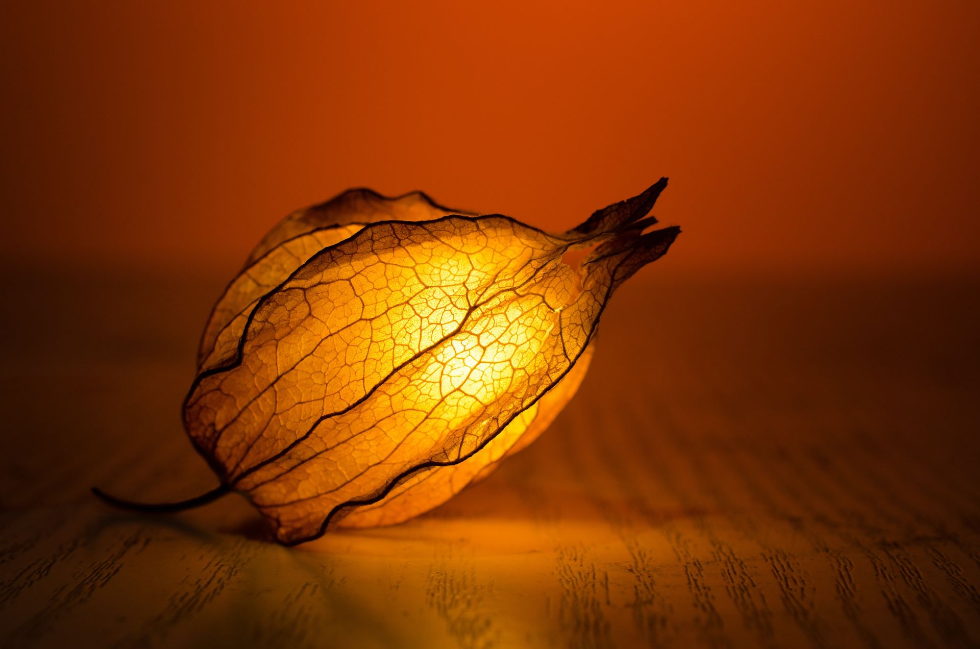 Systemisches Coaching und Wingwave-Coaching zum Abbau von Stress und Blockaden Pflanzen-Laterne bei Kirsten Pape, Ganzheitliches Coaching in Köln, Online-Coaching