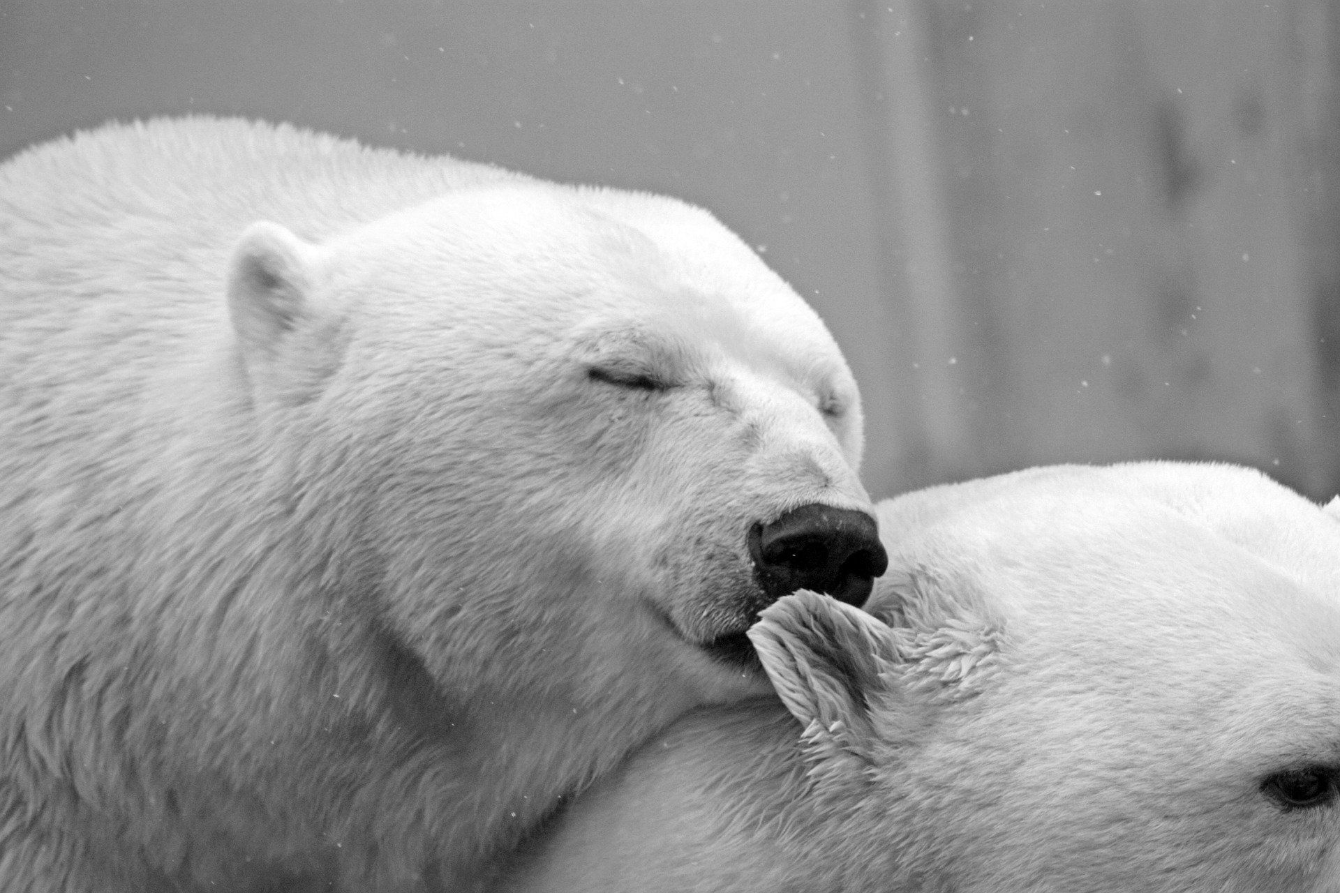 Zwei Eisbären die kuscheln