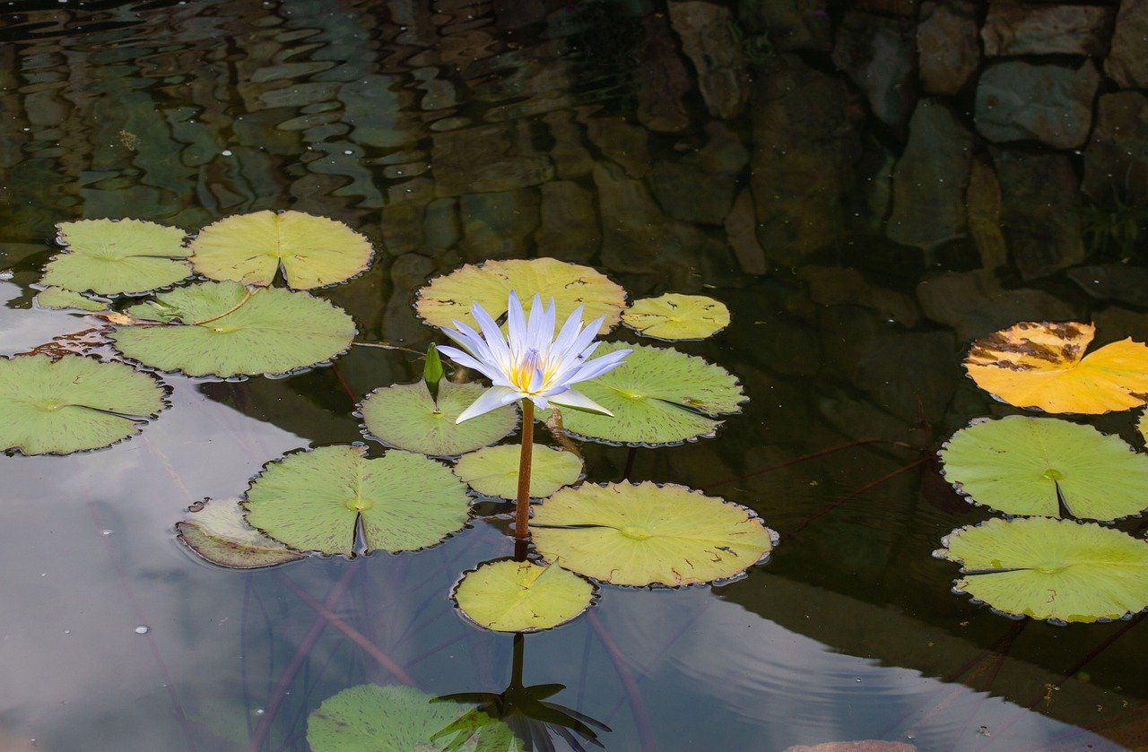 Hypnosystemisches Coaching, Mentalcoaching und Emotionscoaching in Köln und als Online-Coaching, Kirsten Pape Seerosenteich bei Coach in Köln Kirsten Pape, Hypnosecoaching