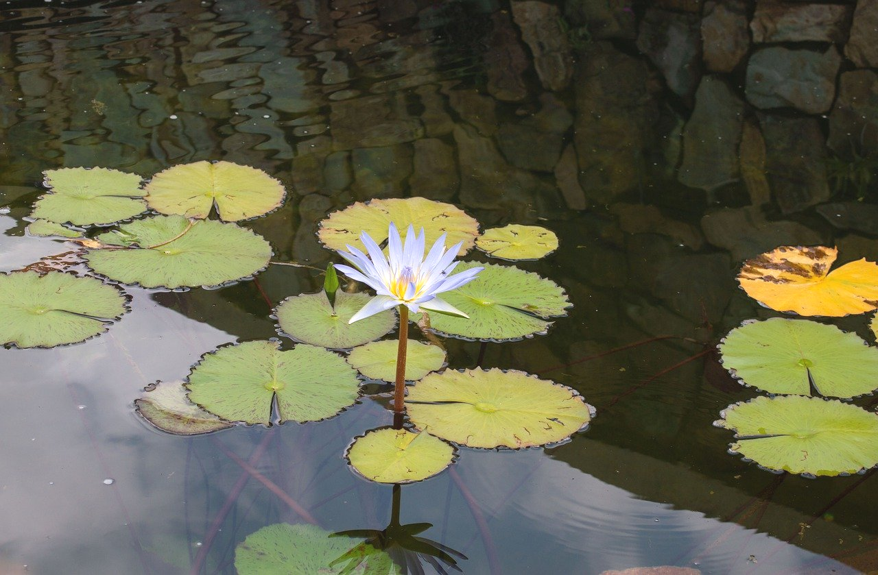 Seerosenteich bei Mental Health Coach Kirsten Pape in Köln und online