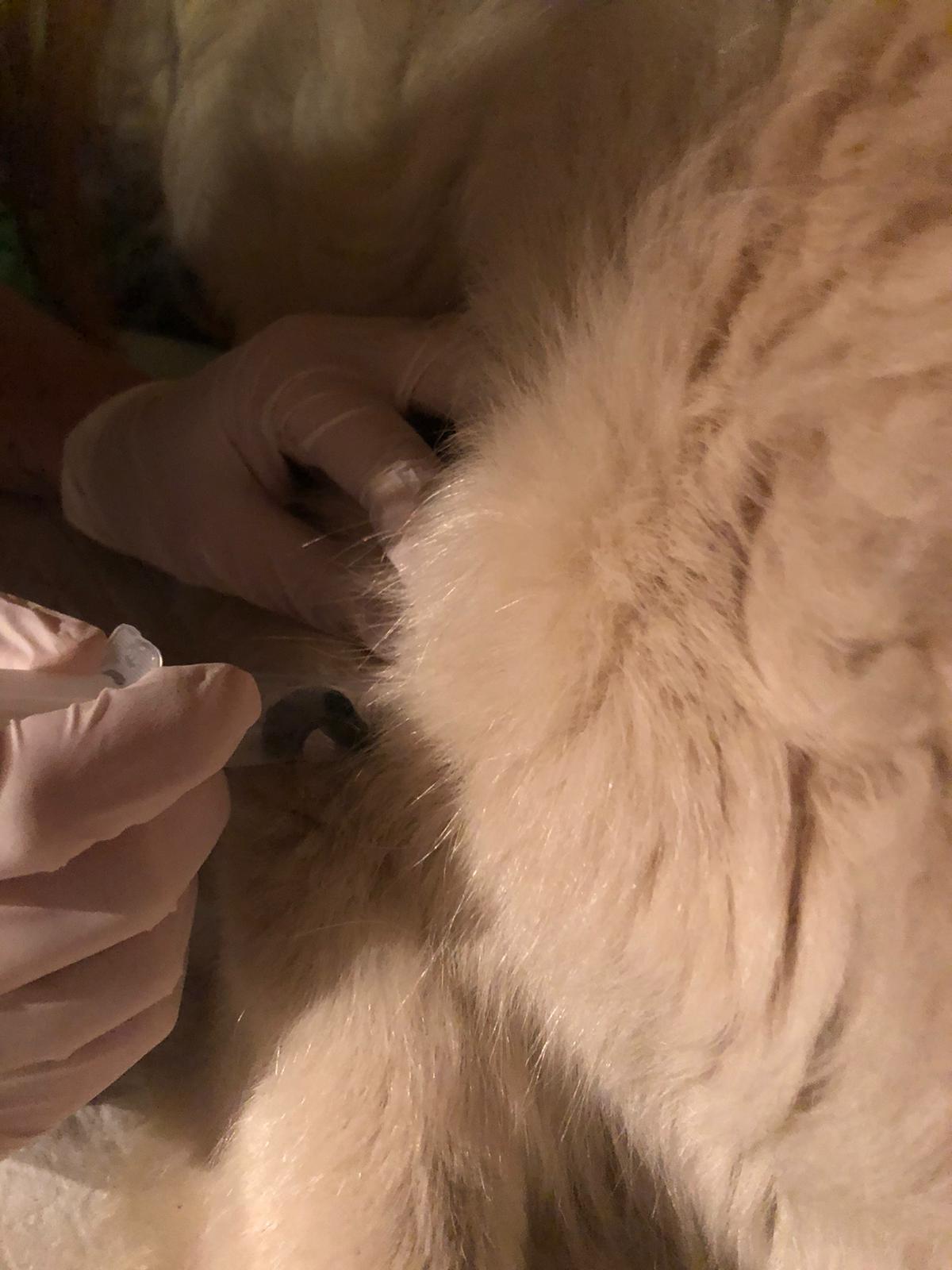 Blutegelbehandlung Cubarthrose