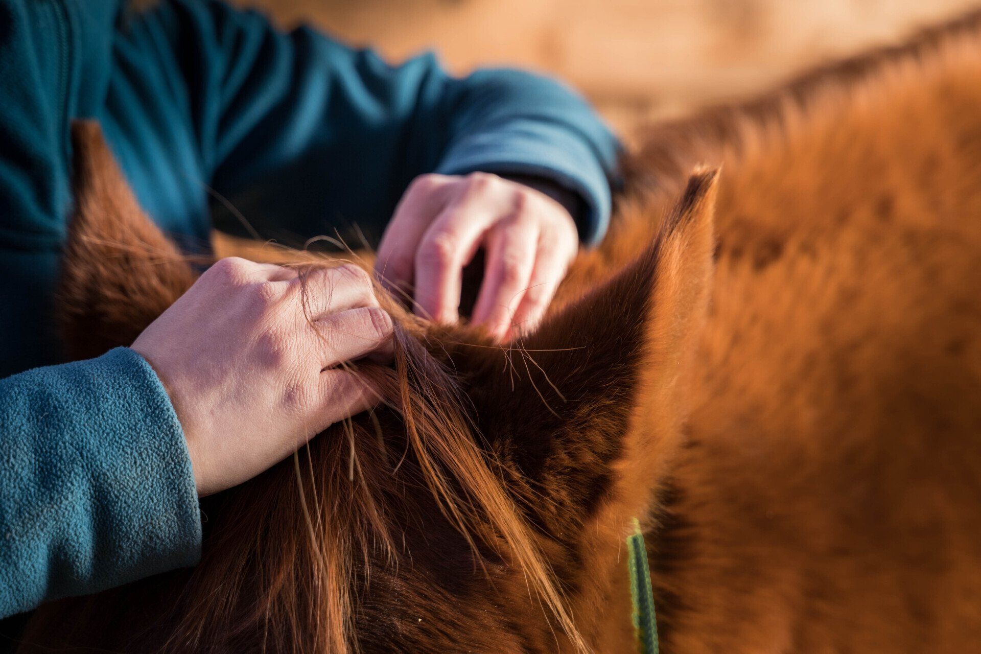 Osteopathie Pferd, Hund, Katze