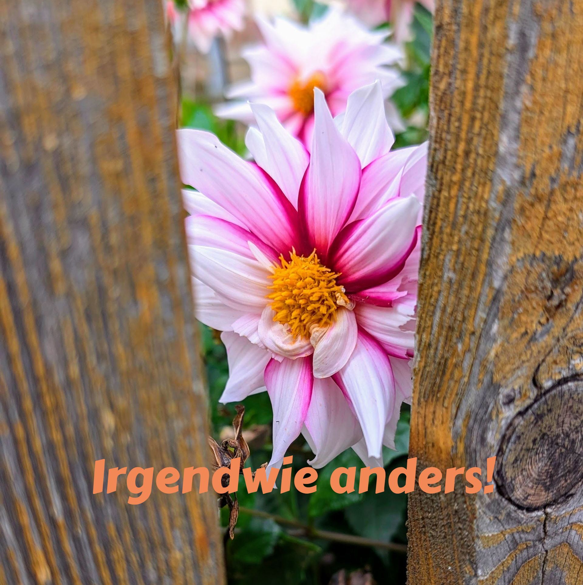 Depression - Aufgeben ist für mich keine Option! Resilienz und Achtsamkeit schon.