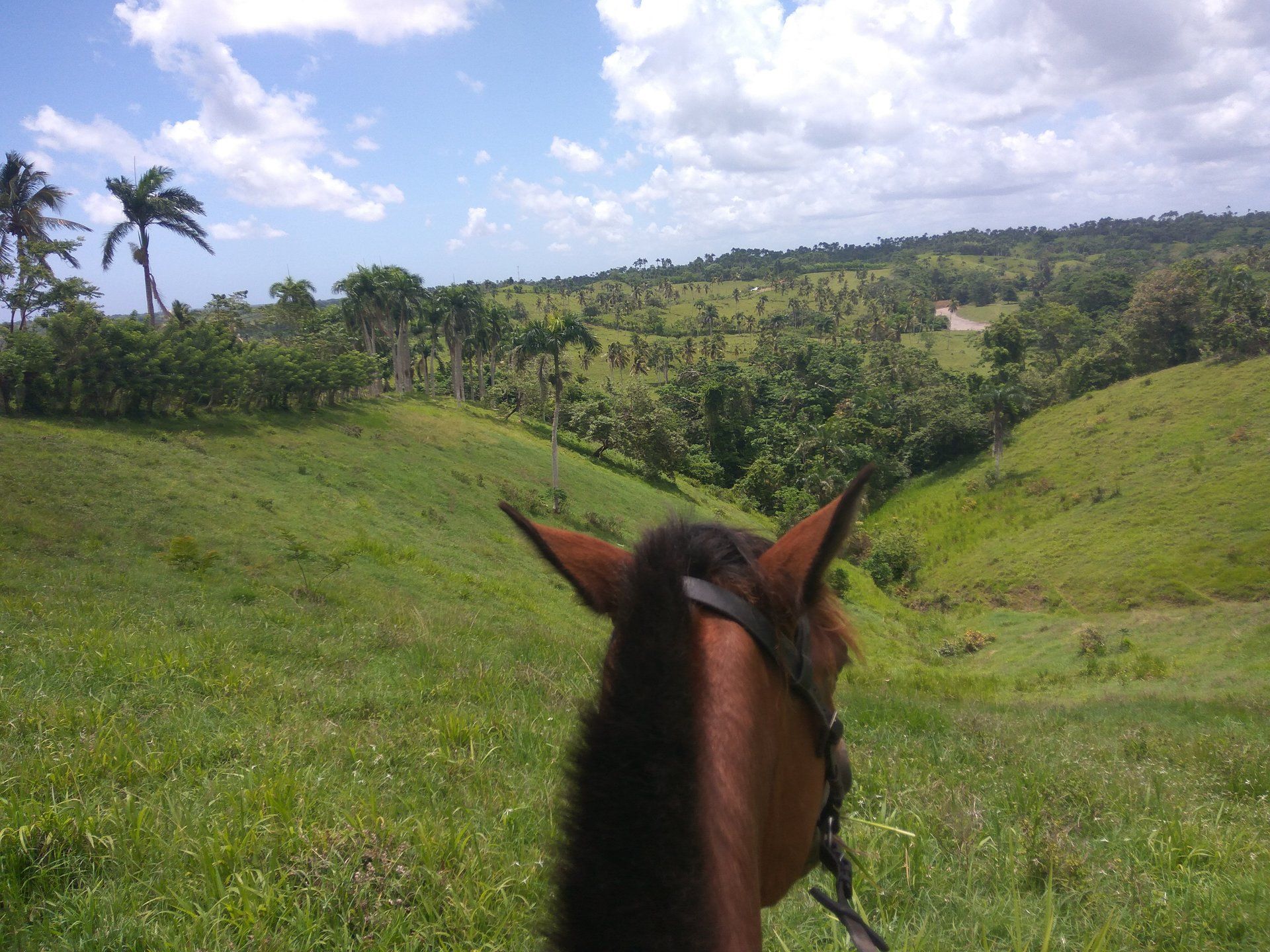 Aussicht eines Reiters über die grüne Landschaft