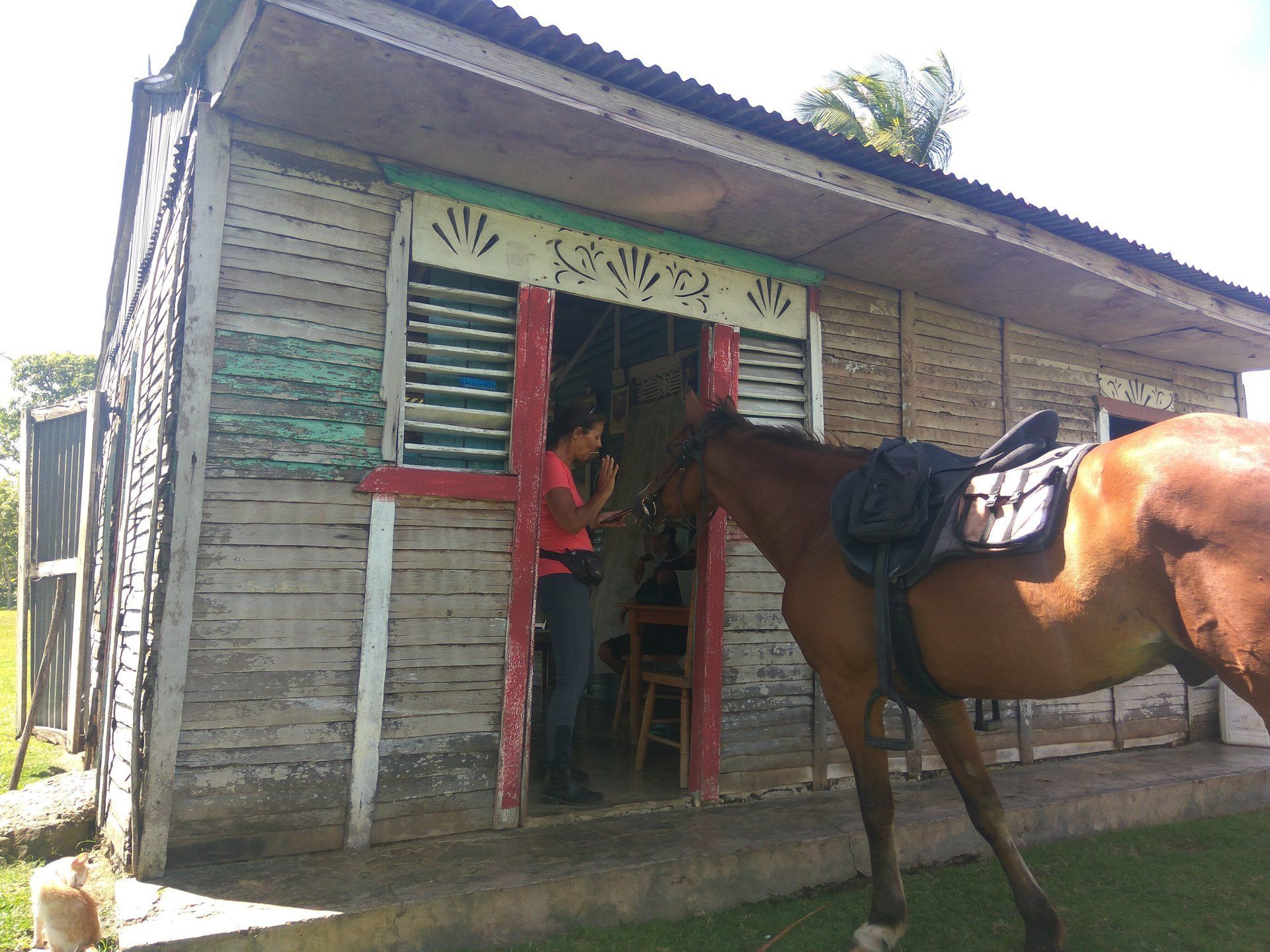 Pferd vor einer Hütte