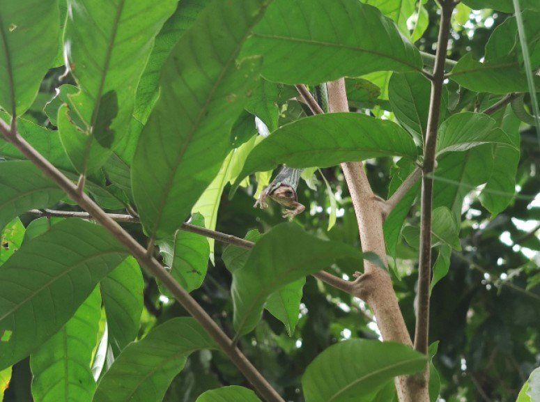 Wanderung Salto La Jalda Schlange frisst Frosch
