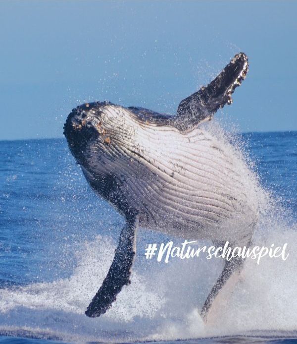 Whale Watching Springender Buckelwal