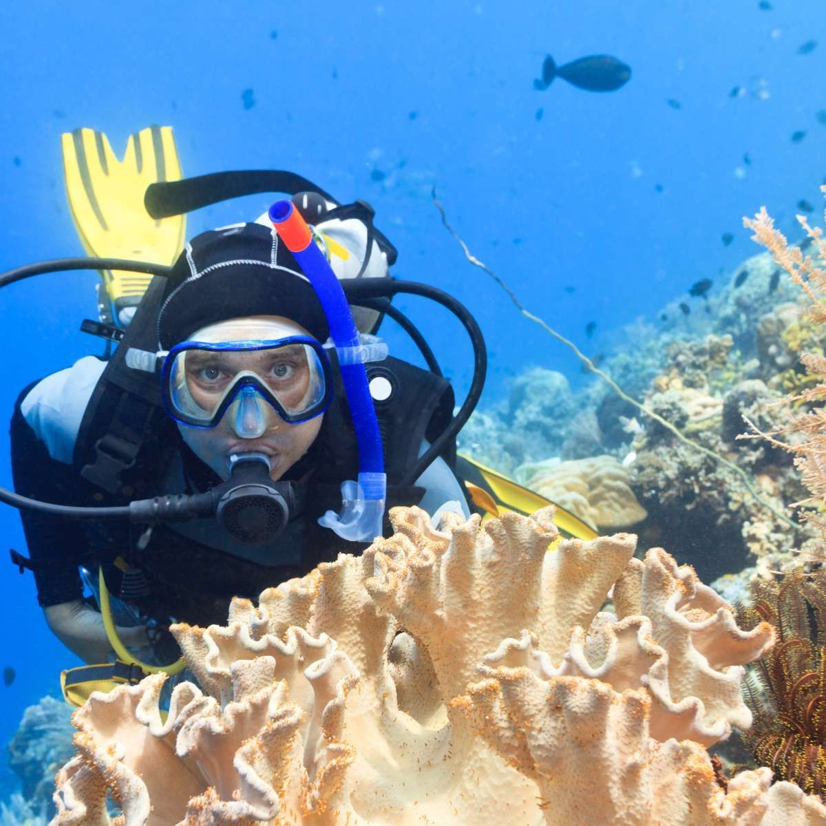 Taucher an einem Riff