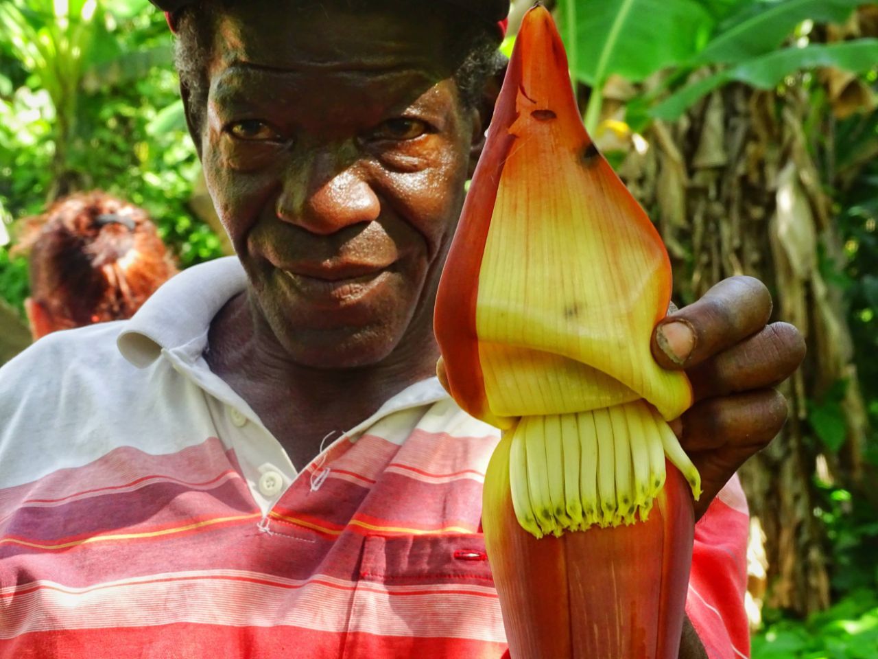 Bananenblüte Dominikanischer Mann mit Bananenblüte