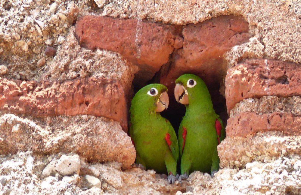 Santo Domingo Ausflug Zwei Papageien