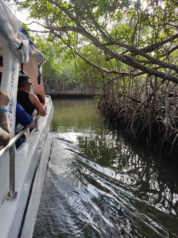 Samana Spezial Boot in den Mangroven