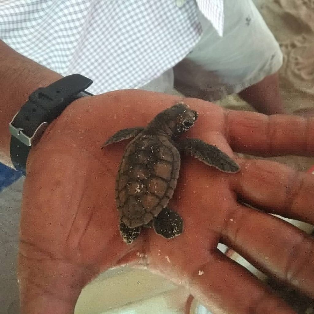 Babyschildkröte in einer Hand