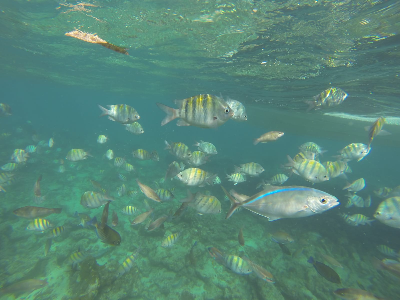 Bunte Fische im Wasser