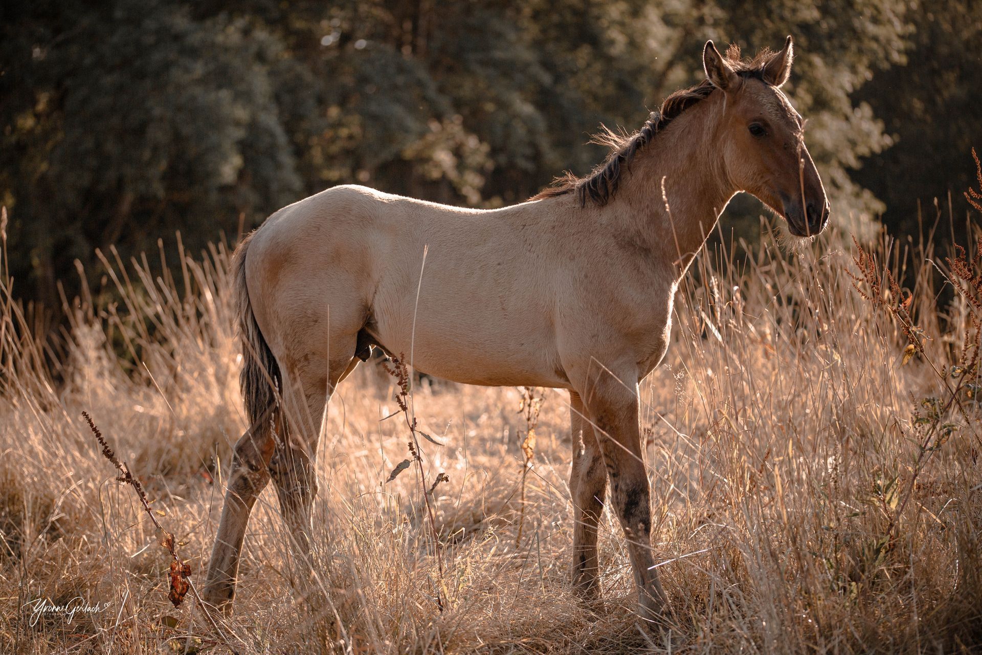 Lusitano, Hengst, Falbe, Lusitanohengst