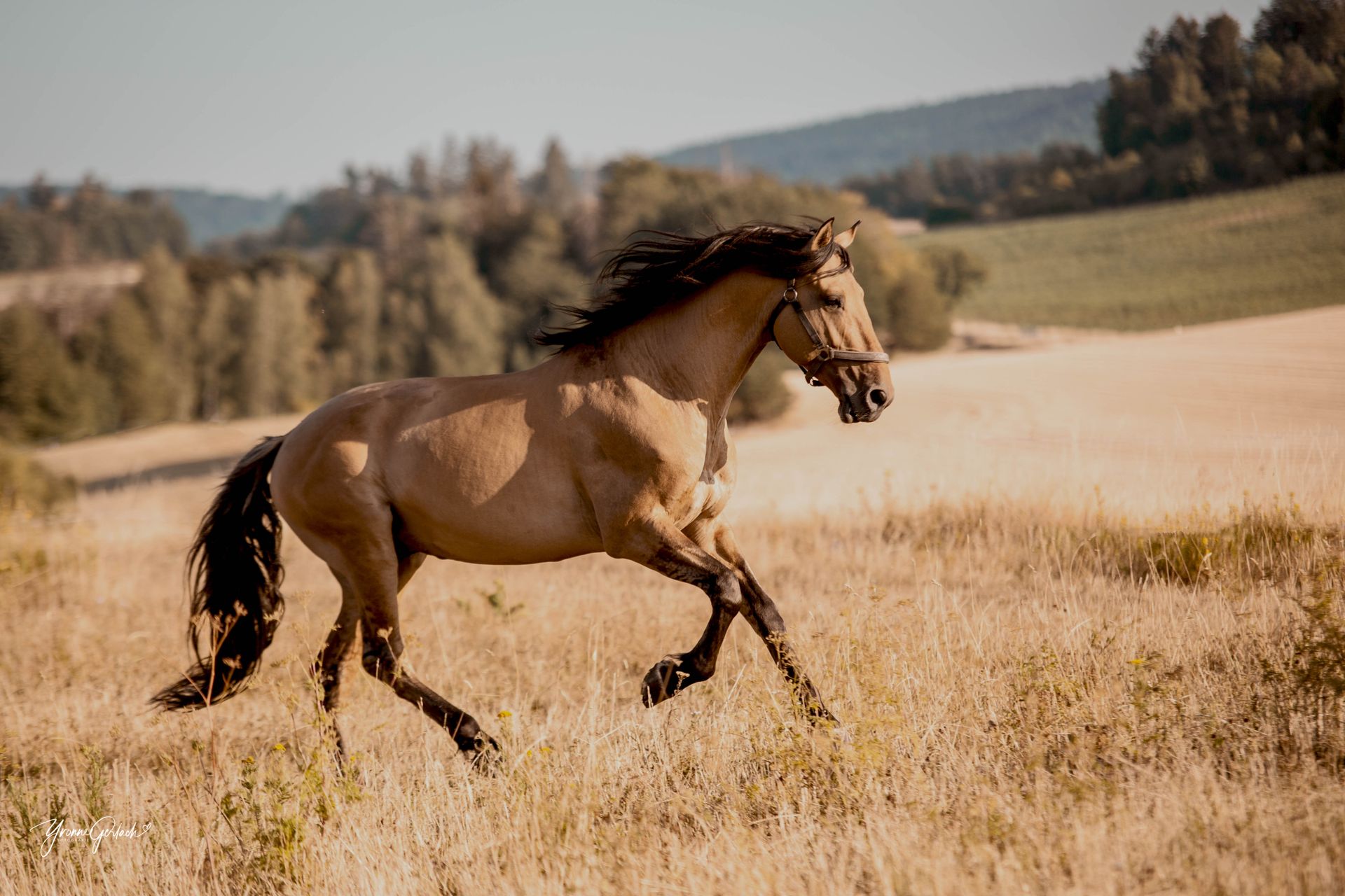 Lusitano, Hengst, Falbe, Lusitanohengst