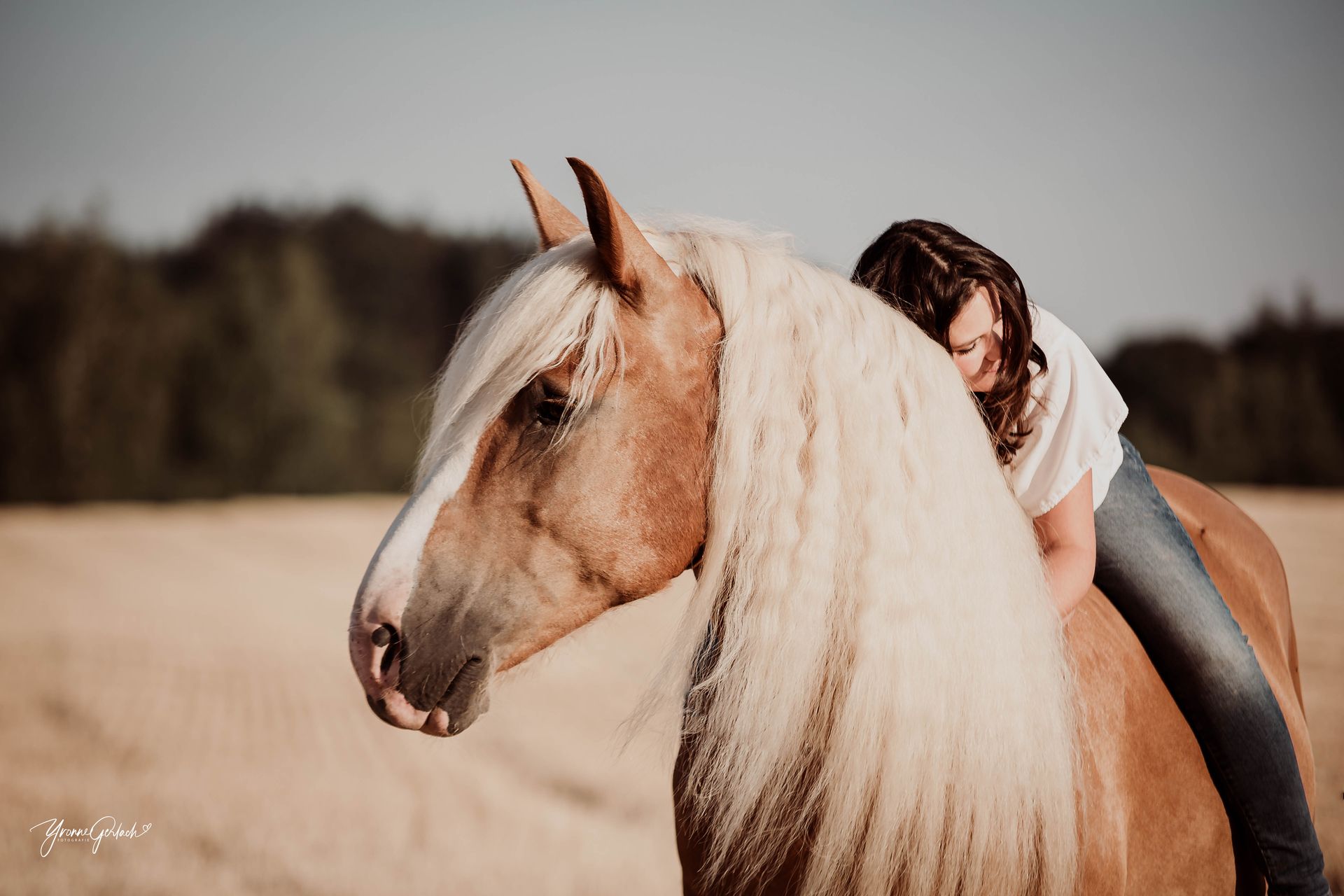 Schwarzwälder, Haflinger, Mix, Stoppelfeld